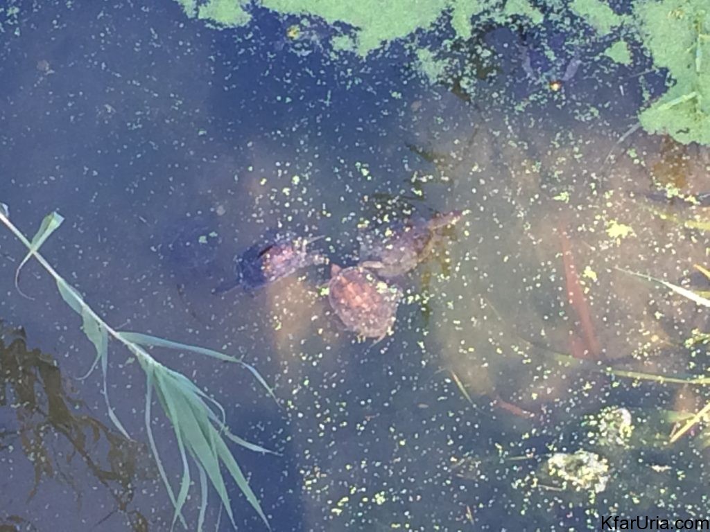 ומה אלה? צבי מים בנחל מדרום מערב לכפר אוריה. בשביל להוסיף קצת צב(ע)